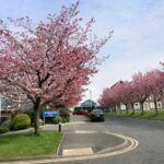 Southern Health and Social Care Trust (SHSCT)